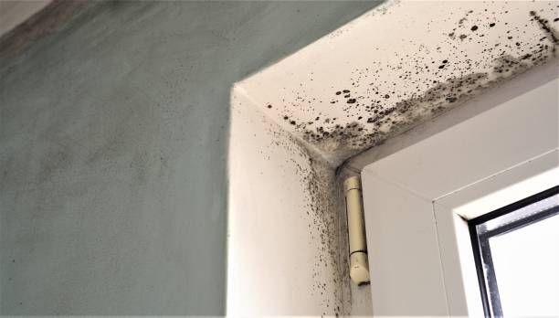 Best Mold Odor Removal Services  in Kenyon, MN