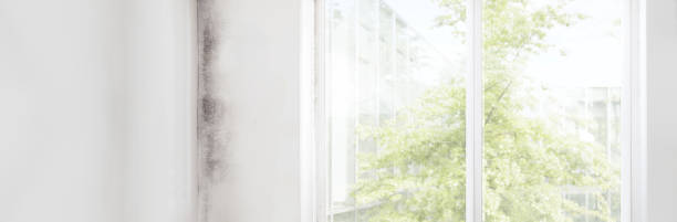Best Industrial Mold Remediation  in Kenyon, MN