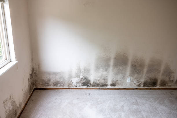 Best Biohazard Mold Removal  in Kenyon, MN