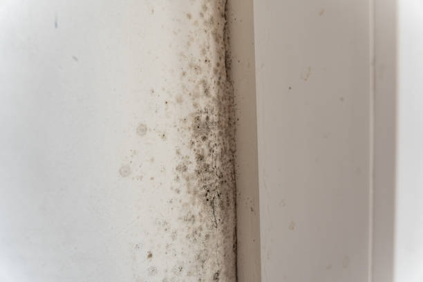 Best Airborne Mold Testing  in Kenyon, MN