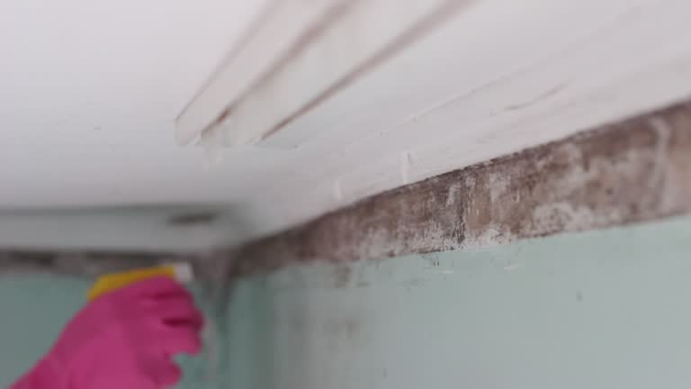  Kenyon, MN Mold Removal Pros