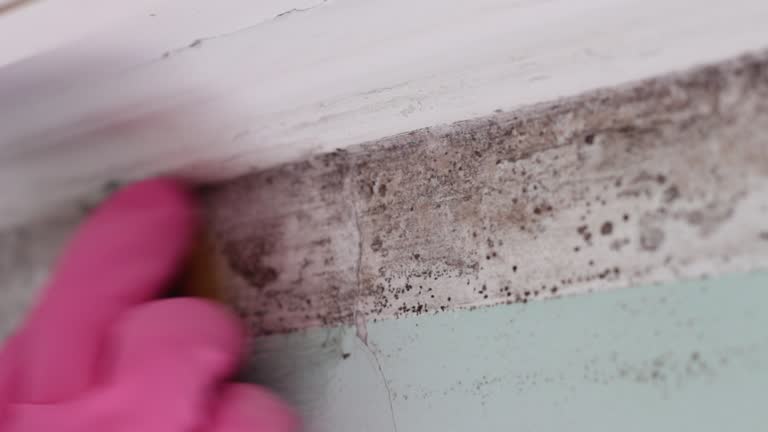 Best Industrial Mold Remediation  in Kenyon, MN
